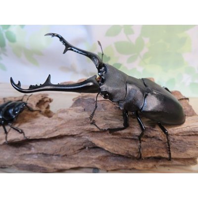 画像1: ☆大型新成虫☆ギラファノコギリクワガタ（亜種ケイスケ）♂107ミリ♀50ミリペア販売！！