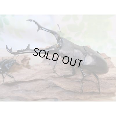 画像1: ☆大型新成虫☆ギラファノコギリクワガタ（亜種ケイスケ）♂107ミリ♀50ミリペア販売！！