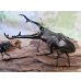 画像1: ☆大型新成虫☆ギラファノコギリクワガタ（亜種ケイスケ）♂107ミリ♀50ミリペア販売！！ (1)