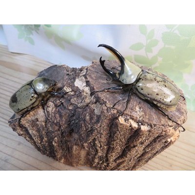 画像5: ☆大型新成虫☆グラントシロカブト♂75ミリ♀50ミリペア販売！！