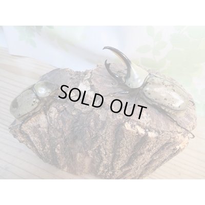 画像5: ☆大型新成虫☆グラントシロカブト♂75ミリ♀50ミリペア販売!!