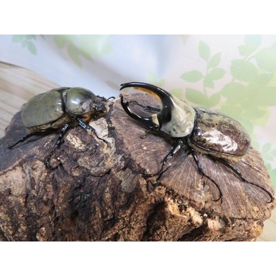 画像5: ☆新成虫☆グラントシロカブト♂72ミリ♀50ミリペア販売！！