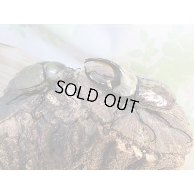 画像5: ☆新成虫☆グラントシロカブト♂72ミリ♀50ミリペア販売!!