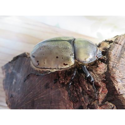 画像5: ☆大型新成虫☆グラントシロカブト♂77ミリ♀51ミリペア+♀51ミリ計3頭トリオ販売!!