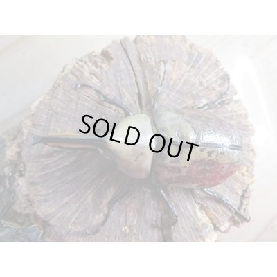 画像2: ☆新成虫☆グラントシロカブト♂72ミリ♀50ミリペア販売!!