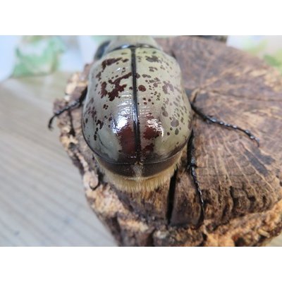 画像3: ☆大型新成虫☆グラントシロカブト♂77ミリ♀51ミリペア+♀51ミリ計3頭トリオ販売!!