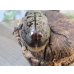 画像3: ☆大型新成虫☆グラントシロカブト♂77ミリ♀51ミリペア＋♀51ミリ計3頭トリオ販売！！