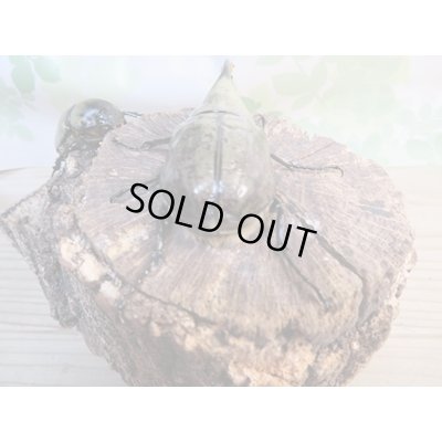 画像3: ☆新成虫☆グラントシロカブト♂72ミリ♀50ミリペア販売!!