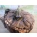 画像3: ☆新成虫☆グラントシロカブト♂72ミリ♀50ミリペア販売！！ (3)