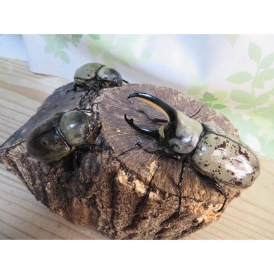 画像6: ☆大型新成虫☆グラントシロカブト♂77ミリ♀51ミリペア+♀51ミリ計3頭トリオ販売!!