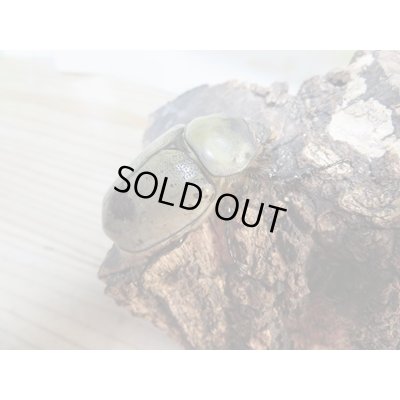 画像4: ☆大型新成虫☆グラントシロカブト♂75ミリ♀50ミリペア販売!!