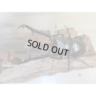 画像2: ☆新成虫☆ギラファノコギリクワガタ(亜種ケイスケ)♂97ミリ♀47ミリペア販売!!