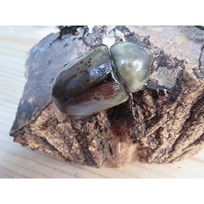 画像4: ☆大型新成虫☆グラントシロカブト♂77ミリ♀51ミリペア+♀51ミリ計3頭トリオ販売!!