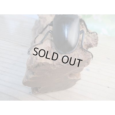 画像3: ☆新成虫☆ギラファノコギリクワガタ(亜種ケイスケ)♂97ミリ♀47ミリペア販売!!