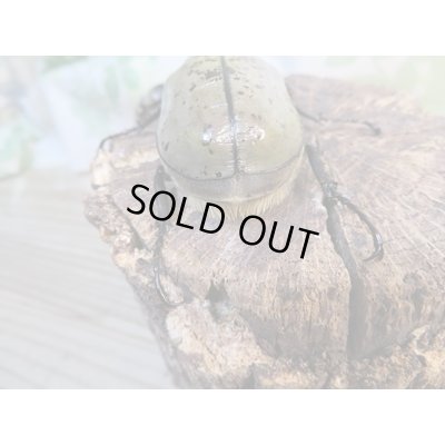 画像3: ☆大型新成虫☆グラントシロカブト♂75ミリ♀50ミリペア販売!!