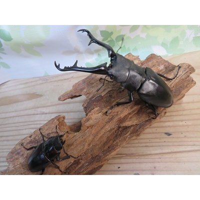 画像5: ☆大型新成虫☆ギラファノコギリクワガタ（亜種ケイスケ）♂107ミリ♀50ミリペア販売！！