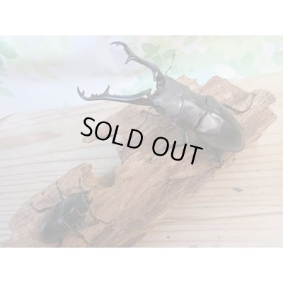 画像5: ☆大型新成虫☆ギラファノコギリクワガタ（亜種ケイスケ）♂107ミリ♀50ミリペア販売！！