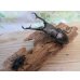 画像5: ☆大型新成虫☆ギラファノコギリクワガタ（亜種ケイスケ）♂107ミリ♀50ミリペア販売！！ (5)