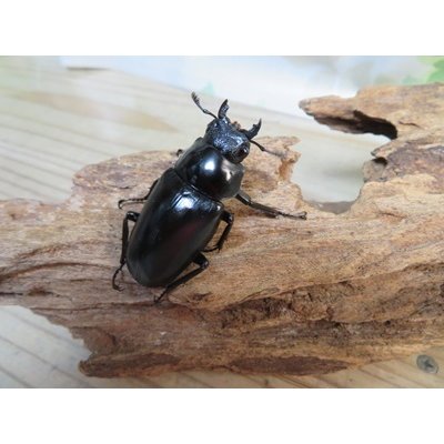 画像4: ☆新成虫☆ギラファノコギリクワガタ（亜種ケイスケ）♂97ミリ♀47ミリペア販売！！