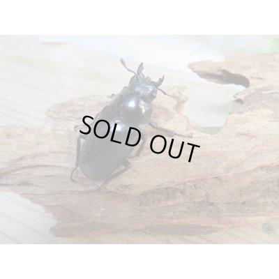 画像4: ☆新成虫☆ギラファノコギリクワガタ(亜種ケイスケ)♂97ミリ♀47ミリペア販売!!