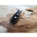 画像4: ☆新成虫☆ギラファノコギリクワガタ（亜種ケイスケ）♂97ミリ♀47ミリペア販売！！ (4)