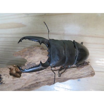画像2: ☆新成虫☆パラワンオオヒラタクワガタ♂100ミリ♀48ミリペア販売！！