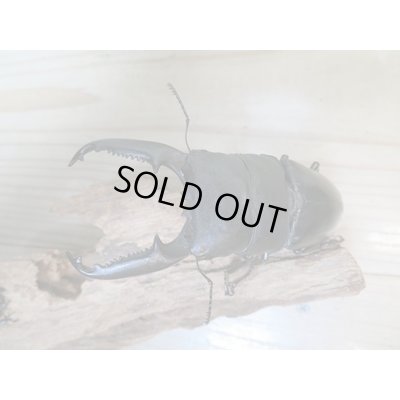 画像2: ☆新成虫☆パラワンオオヒラタクワガタ♂100ミリ♀48ミリペア販売！！