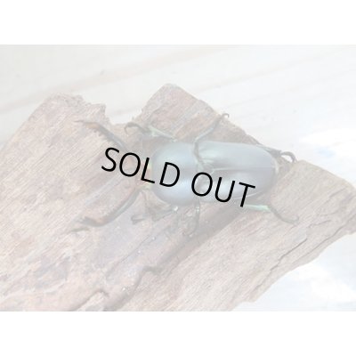 画像2: 新成虫☆ブルー血統☆パプアキンイロクワガタ♂♀フリーサイズペア販売！！