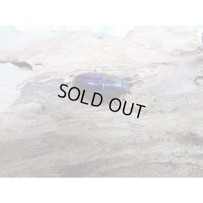 画像4: 新成虫☆ブルー血統☆パプアキンイロクワガタ♂♀フリーサイズペア販売！！