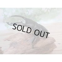 ☆新成虫☆パラワンオオヒラタクワガタ♂100ミリ♀48ミリペア販売！！