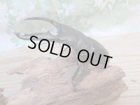 ☆新成虫☆パラワンオオヒラタクワガタ♂100ミリ♀48ミリペア販売！！