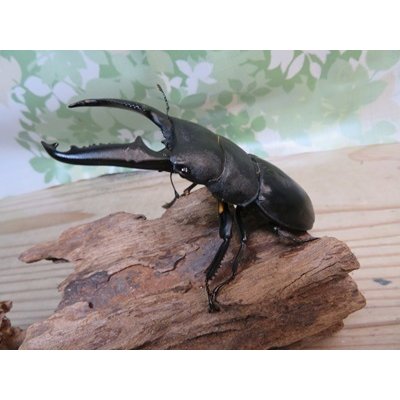 画像1: ☆新成虫☆パラワンオオヒラタクワガタ♂100ミリ♀48ミリペア販売！！