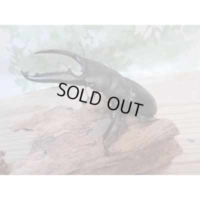 画像1: ☆新成虫☆パラワンオオヒラタクワガタ♂100ミリ♀48ミリペア販売！！