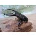 画像1: ☆新成虫☆パラワンオオヒラタクワガタ♂100ミリ♀48ミリペア販売！！ (1)