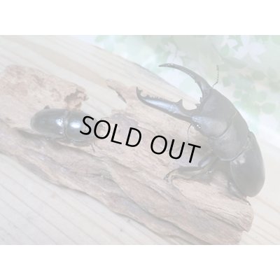 画像5: ☆新成虫☆パラワンオオヒラタクワガタ♂100ミリ♀48ミリペア販売！！