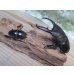 画像5: ☆新成虫☆パラワンオオヒラタクワガタ♂100ミリ♀48ミリペア販売！！ (5)