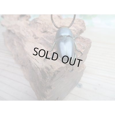 画像3: 新成虫☆ブルー血統☆パプアキンイロクワガタ♂♀フリーサイズペア販売！！