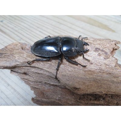 画像4: ☆新成虫☆パラワンオオヒラタクワガタ♂100ミリ♀48ミリペア販売！！
