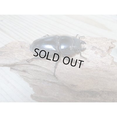 画像4: ☆新成虫☆パラワンオオヒラタクワガタ♂100ミリ♀48ミリペア販売！！