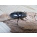 画像4: ☆新成虫☆パラワンオオヒラタクワガタ♂100ミリ♀48ミリペア販売！！ (4)