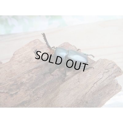 画像1: 新成虫☆ブルー血統☆パプアキンイロクワガタ♂♀フリーサイズペア販売！！