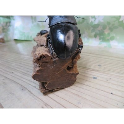 画像3: ☆新成虫☆パラワンオオヒラタクワガタ♂100ミリ♀48ミリペア販売！！