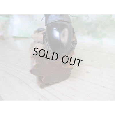 画像3: ☆新成虫☆パラワンオオヒラタクワガタ♂100ミリ♀48ミリペア販売！！