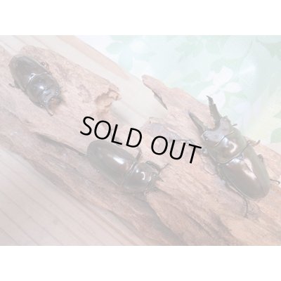 画像5: ☆美麗新成虫☆ババオウゴンオニクワガタ♂64ミリ♀45ミリペア＋♀44.5ミリ計3頭トリオ販売！！