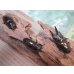 画像5: ☆美麗新成虫☆ババオウゴンオニクワガタ♂64ミリ♀45ミリペア＋♀44.5ミリ計3頭トリオ販売！！ (5)