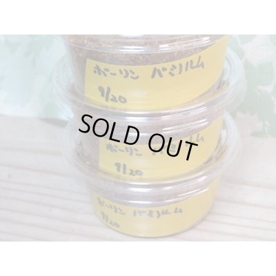 画像2: ★人気種★ボーリンフタマタクワガタ（亜種バミノルム）初二令幼虫3頭セット販売！！