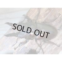 ☆美麗新成虫☆ババオウゴンオニクワガタ♂64ミリ♀45ミリペア＋♀44.5ミリ計3頭トリオ販売！！