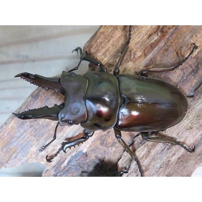 画像1: ☆美麗新成虫☆ババオウゴンオニクワガタ♂64ミリ♀45ミリペア＋♀44.5ミリ計3頭トリオ販売！！