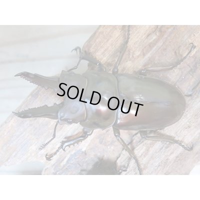 画像1: ☆美麗新成虫☆ババオウゴンオニクワガタ♂64ミリ♀45ミリペア＋♀44.5ミリ計3頭トリオ販売！！