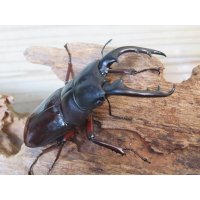 ★人気種★ボーリンフタマタクワガタ（亜種バミノルム）初二令幼虫3頭セット販売！！